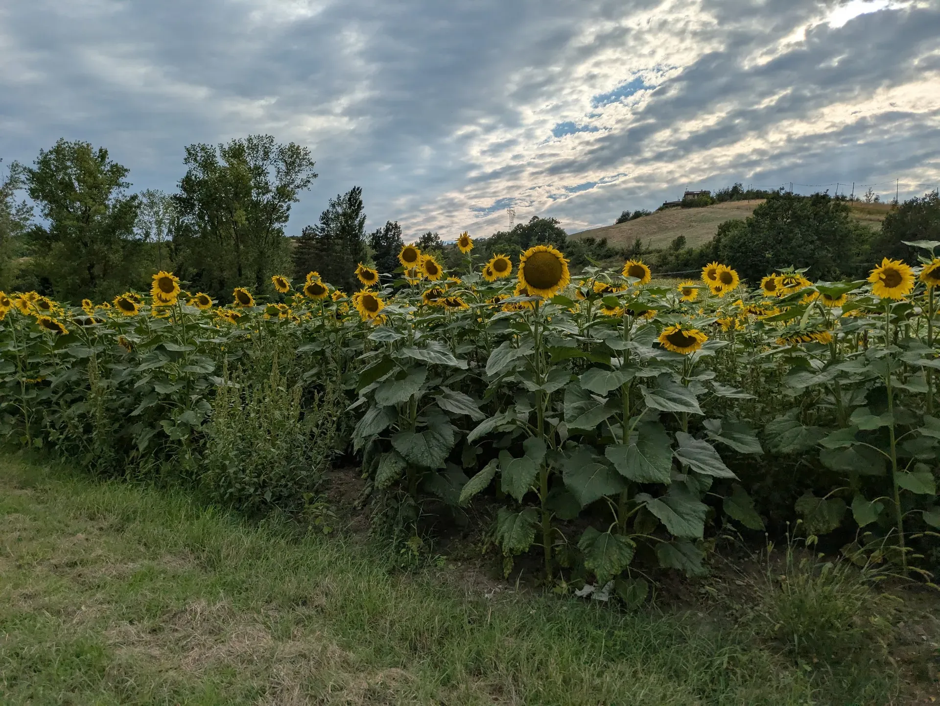 Sunflowers
