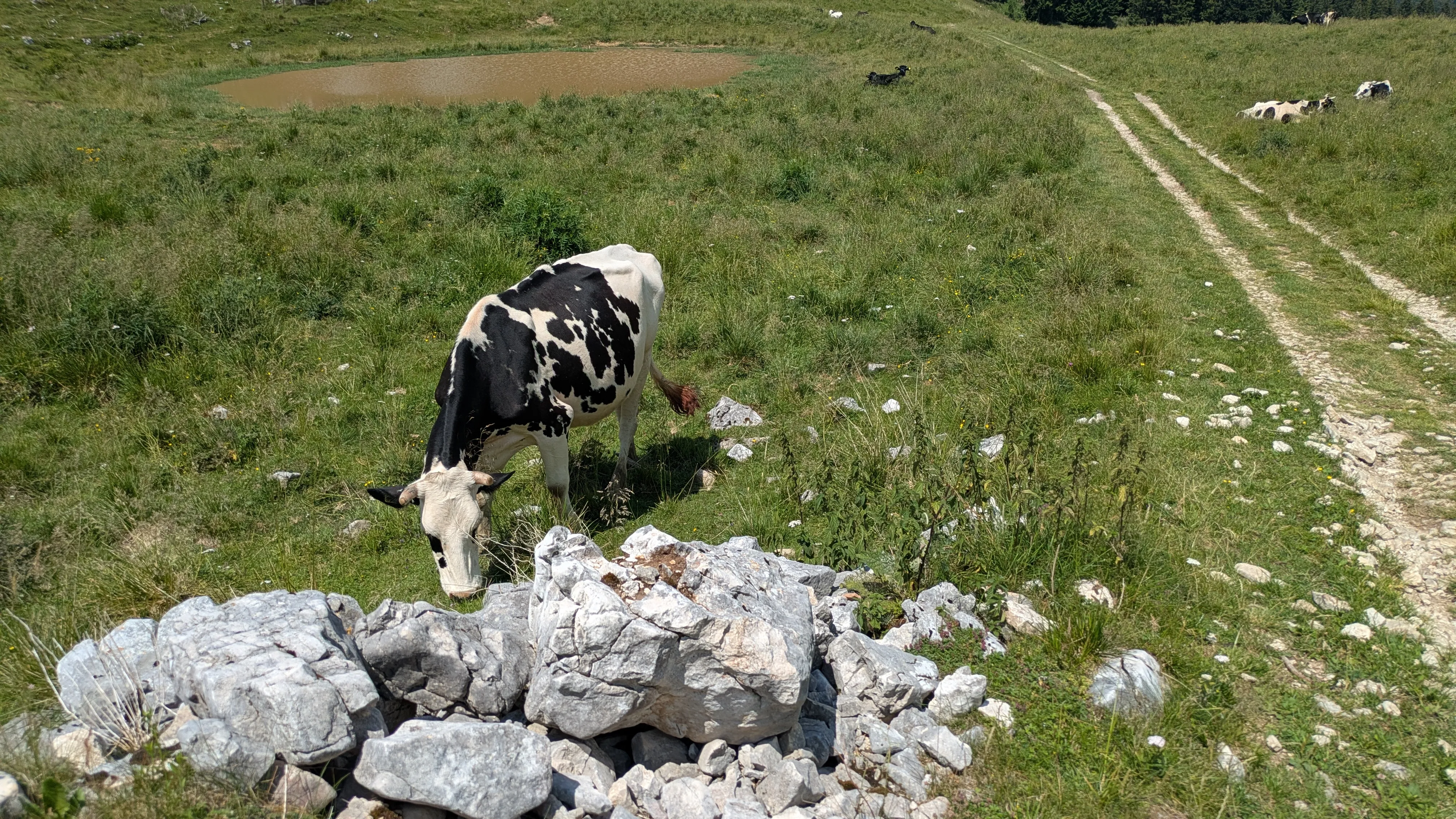 1st cow