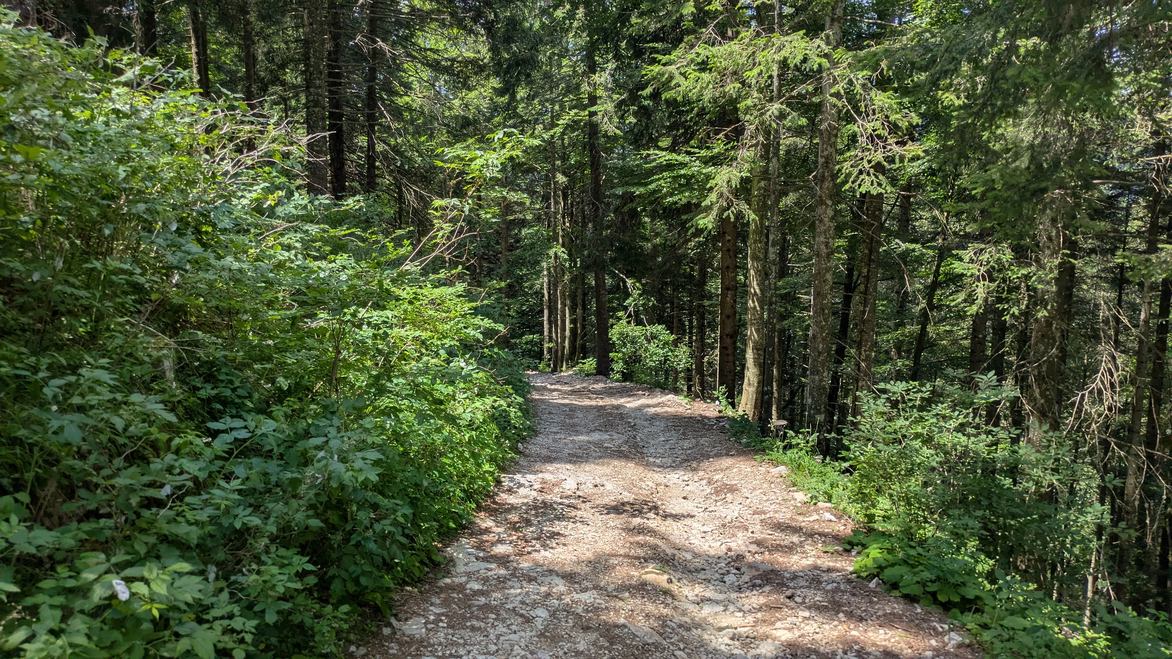 The woods begins